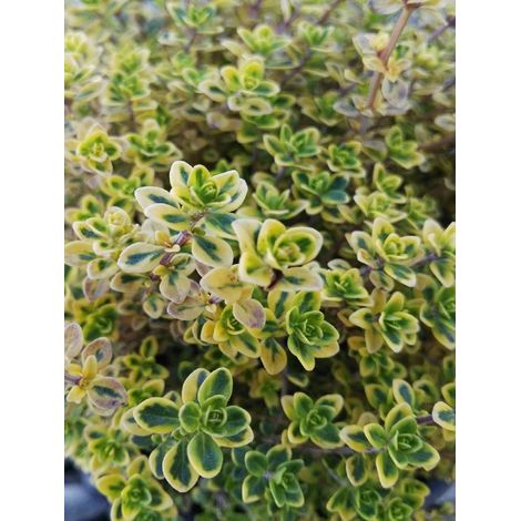 1 PIANTA DI TIMO AUREO IN VASO 14CM aromatiche orto giardino (1/2)