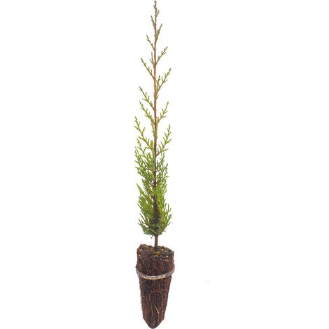 Cupressus sempervirens var. stricta - cipresso maschio, cipresso toscano - alveolo forestale - pianta media (1/3)