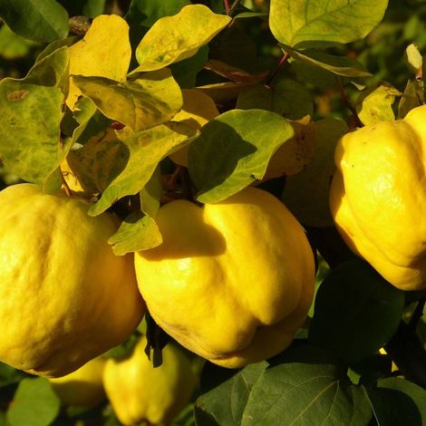 Cognassier du Portugal – Arbre fruitier 2 ans – Hauteur 120/150 cm – Fleurs blanches parfumées – Fruits jaunes d'or pour confitures – Clematite.Net (1/5)