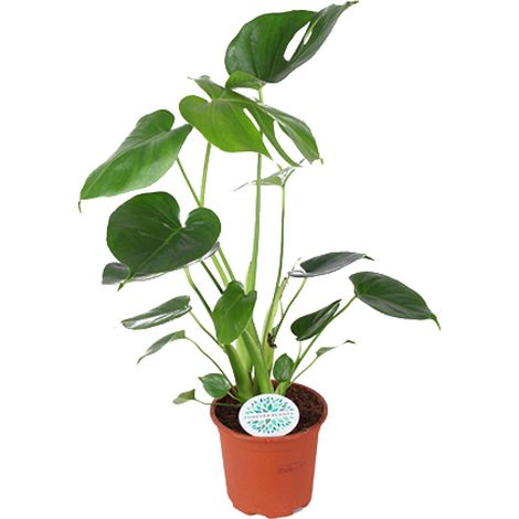 Monstera Deliciosa - Plante d'Intérieur Verte Décorative - Pot Ø 14 cm - Hauteur 45 cm - PANGIVO (1/4)
