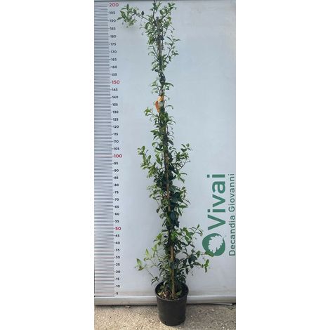 PIANTA DI RINCOSPERMUM FALSO  GELSOMINO ALT. 160 cm VASO 22 C(foto reali)