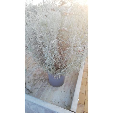 Helichrysum v17