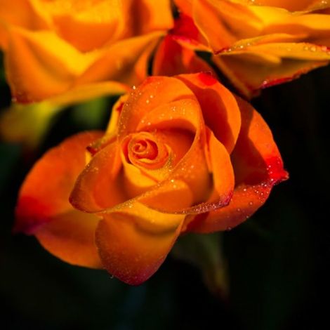 Rosier 'Sutter's Gold'