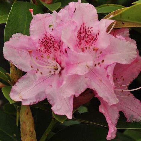 Rhododendron 'Albert Schweitzer' - 40-50 cm pot (1/5)