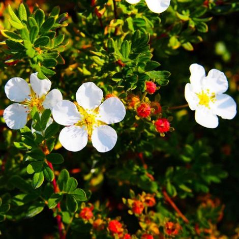 Potentille arbustive 'Abbotswood' (Potentilla fruticosa 'Abbotswood') (1/4)