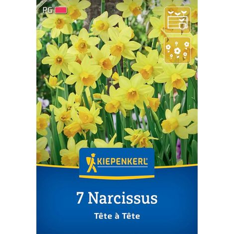 Kiepenkerl Herbstblumenzwiebel Alpenveilchen-Narzisse Tête à Tête 7 Stück (1/2)