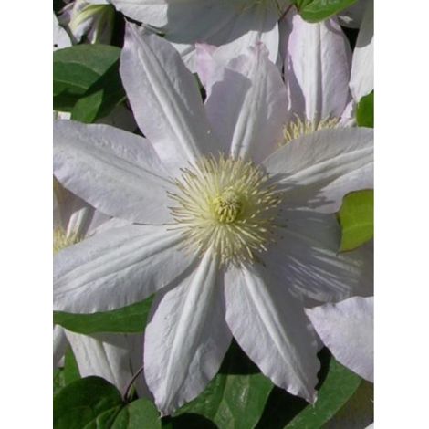 Clématite 'Etoile Nacrée' Pot de 2L/3L