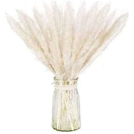 Lot séché naturel d'herbe de pampa sèche pour la décoration intérieure 15pcs (blanc) (1/5)
