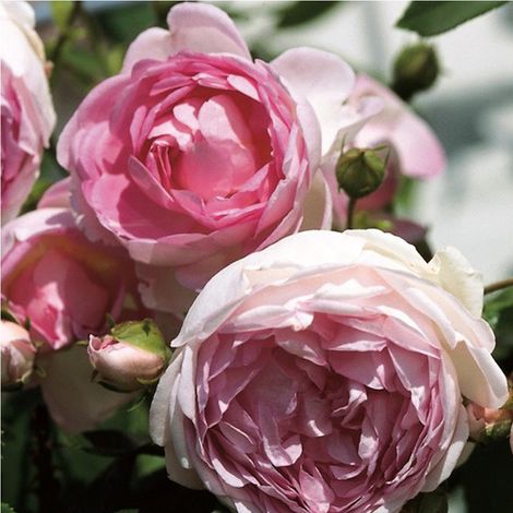 2 x Rosa - Rosier grimpante Kordes - Rosa 'Jasmina'®