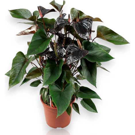 Gardenaria Anthurium 'Beauty black' - Pianta da interno ornamentale - Altezza: 60 cm (vaso 17) (1/5)
