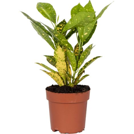 Bloomique - Codiaeum Sunny Star - Croton - Plante d’intérieur - Dépolluante - 20-30 cm de haut - Pot 12 cm