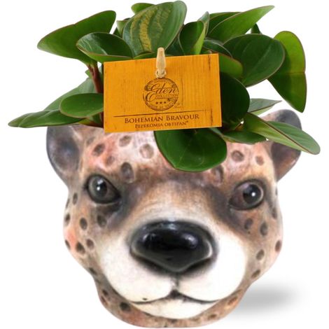 Peperomia Obtipan - Plante Verte d'Intérieur Ø11cm H15cm avec Cache-pot Motif Léopard Brun - PANGIVO