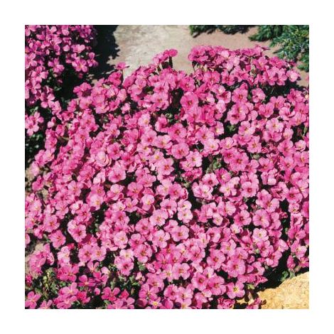 AUBRIETIAS PLANTE VIVACE - ROSE 3 GODETS