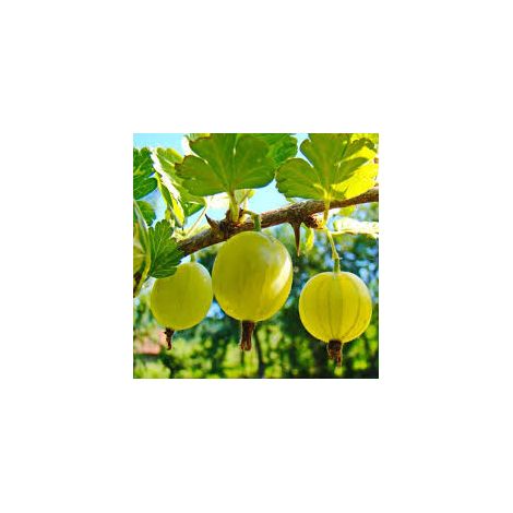 Uva Spina Gialla (Pianta di 3 anni) (1/2)