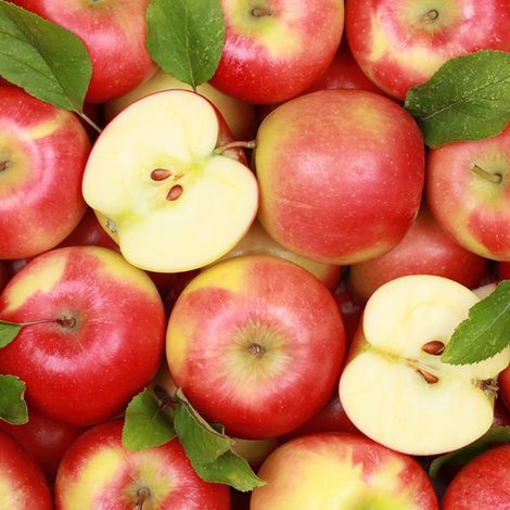 Pommier nain 'Apple Me' ® Gala (Malus communis 'Apple Me' ® Gala)