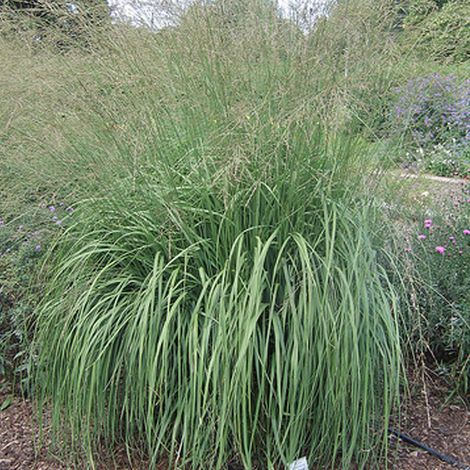 4 x Molinie  - Molinia arundinacea 'Windspiel'  - godet 9x9 cm