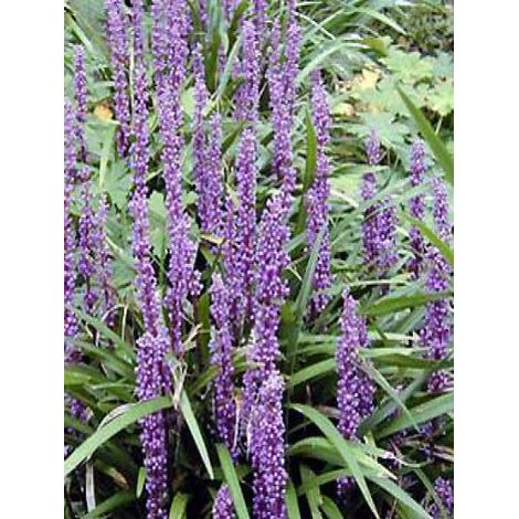 Liriope muscari 'Ingwersen' Pot de 1L/1,5L (1/2)