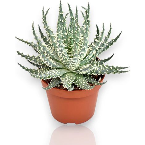 Gardenaria Aloe humilis 'Safari Mara' - Pianta da interno ornamentale - Altezza: 15 cm (vaso 10) (1/4)