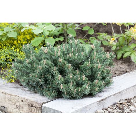 Berg-Kiefer 'Humpy' Pinus mugo 'Humpy' Sta C 3 Krone mehrj. Sth. 40-