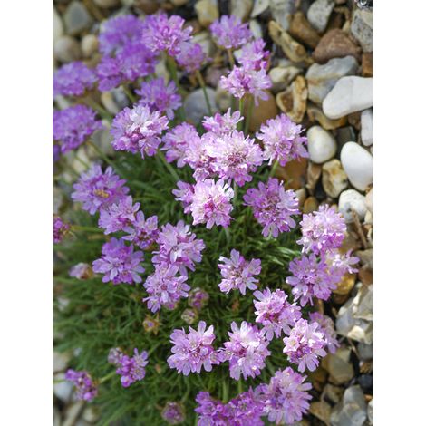 Gazon d'Espagne à feuilles de genévrier 'Bevan s Variety' Godet de 8/9 cm