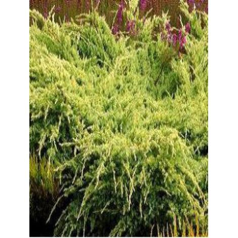 Genévrier écailleux 'Holger' Pot de 2L/3L