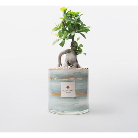Ficus Ginseng Bonsai dans un pot en verre décoré à la main effet marbre H 15 cm - Navy