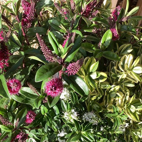 HEBE ANDERSONI QUATTRO VASO 21CM