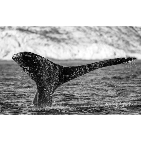 Tableau noir et blanc majestueuse baleine, 80x50cm 53x1000 (1/5)