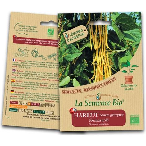 Graines bio Haricot Beurre Nain Major - La Semence Bio