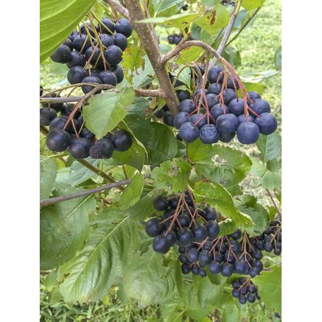 Aronie 'Aron' Pot de 2L/3L