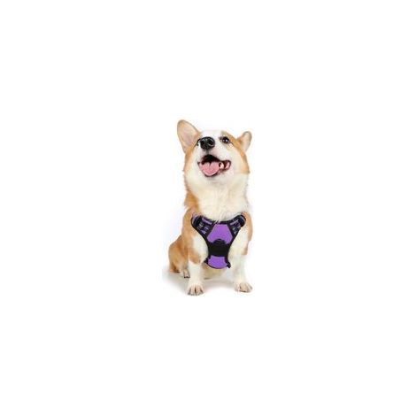 Harnais chien anti-traction violet M, gilet réfléchissant réglable, attache devant, pour chien grand taille, American Staff, Border Collie, randonnée, voiture –