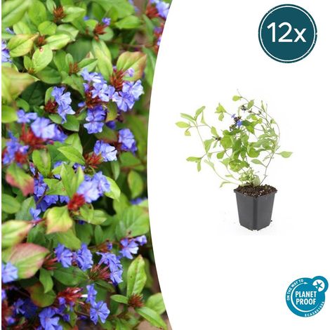 Lot de 12 Ceratostigma plumbaginoides Plumbago Rampant Couvre-sol Fleurs Bleues 10-25 cm Ø 9 cm - PANGIVO (1/5)