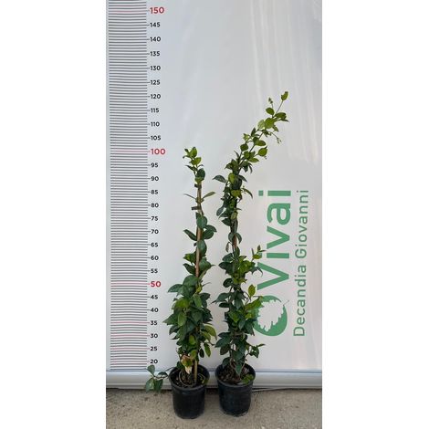 N.10 PIANTA DI RINCOSPERMUM FALSO GELSOMINO H 100/110 cm VASO 15 CM