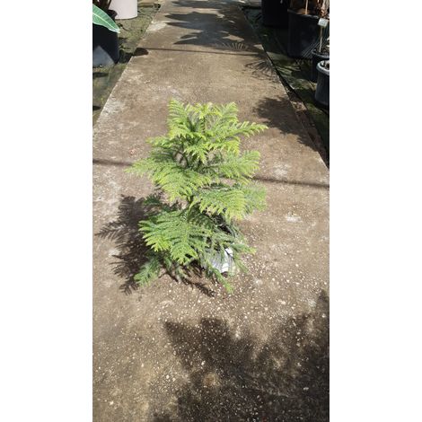 Araucaria Hawaii