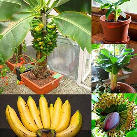 90 graines d'arbres mini-bananiers, semences de fruits pour bonsaï, jardin domestique, plantes d'intérieur (1/4)