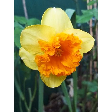 Narcisse 'Modern Art' Bulbe calibre 12+ (par 5) (1/2)