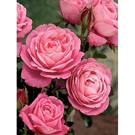 Rosier ancien hybride remontant 'Mrs John Laing' Pot de 4L/5L