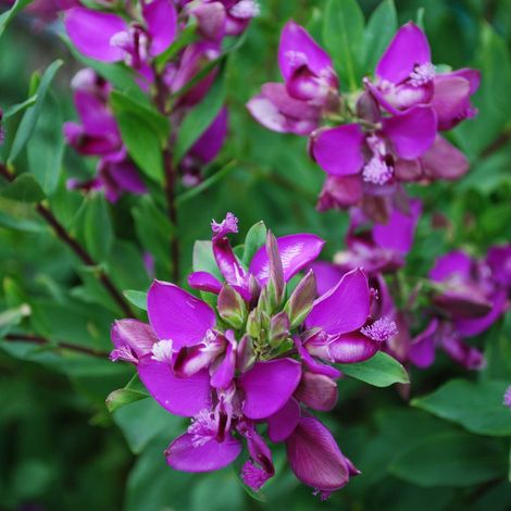 Polygala myrtifolia Mirtifoglio pianta in vaso ø9 cm