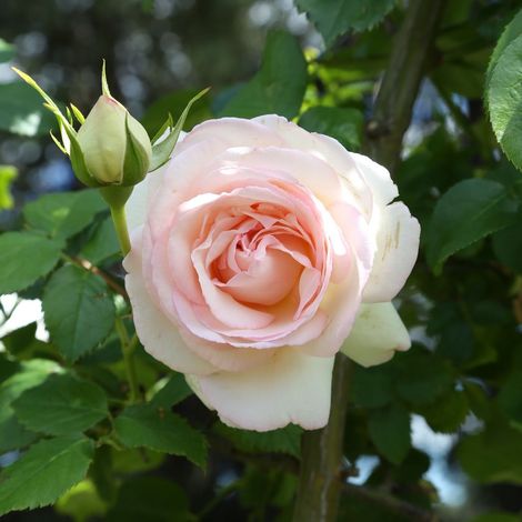 Gardenaria Rosa 'Andre Le Notre' - Rosa da giardino - Altezza: 40/50 cm (vaso20) (1/2)