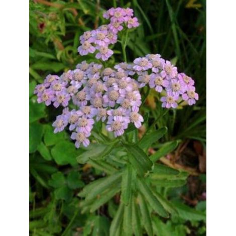 Achillée 'Love Parade' Godet de 8/9 cm (1/2)
