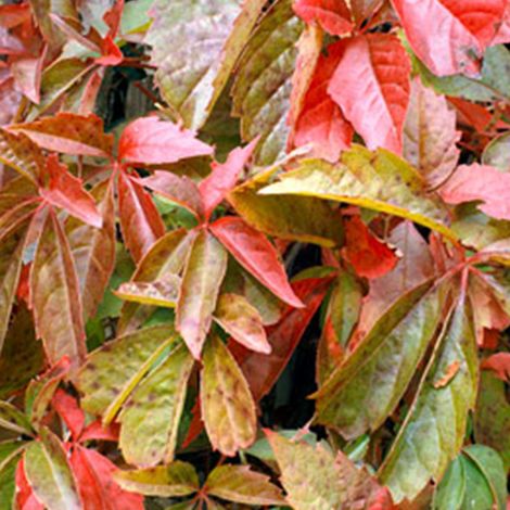 Vigne vierge de virginie - 50-60 cm pot