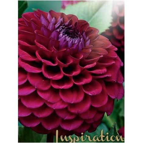 Dahlia Gpe Balles 'Babette' Bulbe calibre I