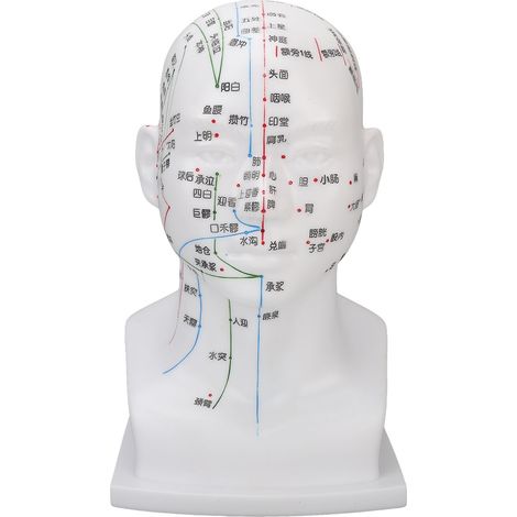 Modèle de tête d'acupuncture 11,8 pouces en PVC blanc, visage de massage méridiens, outil pédagogique pour points énergétiques