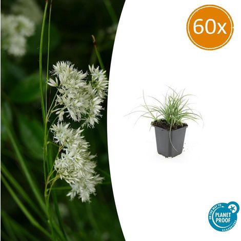 Lot de 60 Luzula nivea - Herbe des Neiges - Plante Couvre-sol Persistante - Pot Ø 9 cm - H 10-25 cm - PANGIVO (1/5)