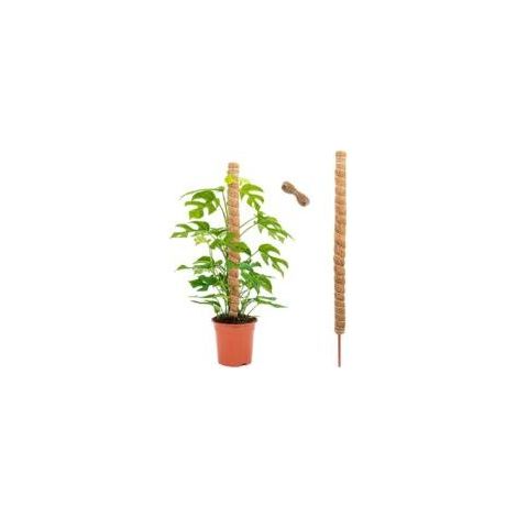 Monstera-Pflanzenstützen aus Schaumstoff und Kokosfaser, 120 cm, Stützstab für Kletterpflanzen (1/5)
