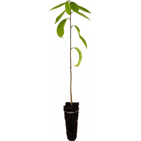 Annona cherimola - cirimoia - alveolo forestale (1/3)