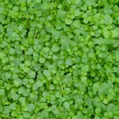 4 x Menthe de Corse - Mentha requienii  - godet 9x9 cm (1/4)