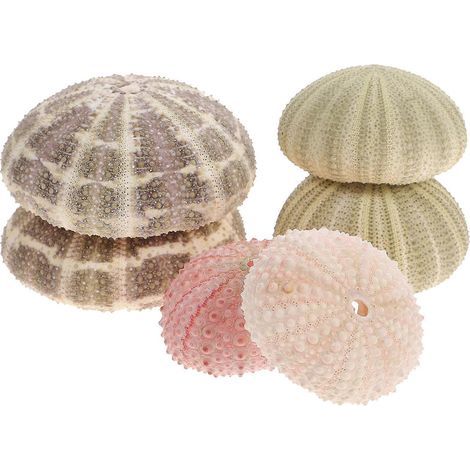 Set mit 6 dekorativen, seeigelförmigen Übertöpfen für Luftpflanzen, Tischdekoration und Aquarien. – 6,00 x 6,00 x 2,30 cm – Farbe zufällig (1/4)