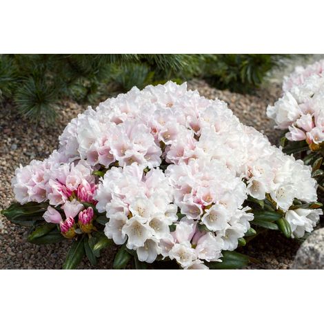 Yaku-Rhododendron 'Edelweiß' Rhododendron yak.'Edelweiß' C 7,5 40- 50 (1/2)