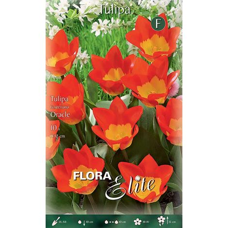 BULBI AUTUNNALI TULIPANO FOSTERIANA ORACLE CONFEZIONE DA 10 BULBI BULBS BULBES
